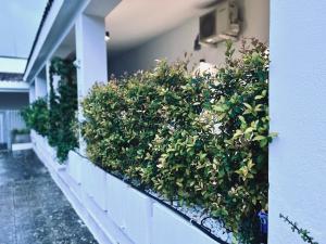 A garden outside Casa Sant'Anna