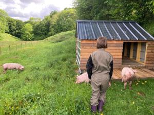 a person walking towards a smallshed with pigs in a field at L'Escale Normande in Saint-Jean-des-Champs