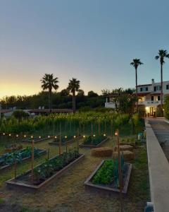 a garden with vegetables and lights at dusk at Residence San Domenico in Ischia