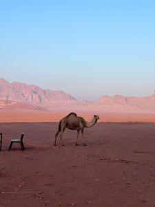 un camello parado en medio de un desierto en Desert Bird Camp en Wadi Rum