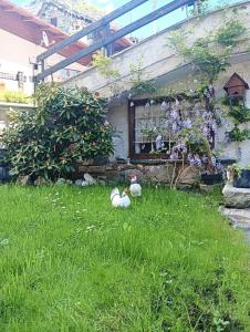 A garden outside Casa della Nonna