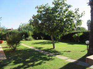 Ein Baum mitten auf einem grünen Hof in der Unterkunft Ferienhaus für 10 Personen ca 68 qm in Costa Rei, Sardinien Sarrabus Gerrei in Costa Rei