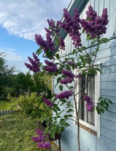 a plant with purple flowers next to a window at Grandma's summer house in Ludza