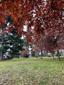 un grupo de árboles en un parque con hojas rojas en La Azotea cabañas & suites en La Cumbrecita