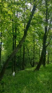a white cat walking through a forest with trees at Apartament Lipnicki 2 in Bielsko-Biała