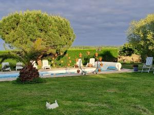 a cat sitting in the grass next to a pool at La Garenne in Virazeil
