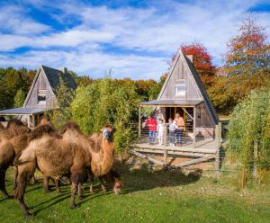 a group of llamas standing in front of a house at Cerza Safari Lodge in Hermival-les-Vaux