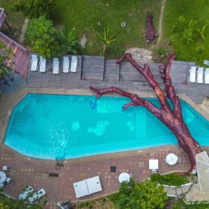 an overhead view of a swimming pool with a tree in it at Rio Elemento in Minca