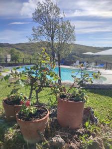 trois plantes en pot installées à côté d'une piscine dans l'établissement Casa Vacanze Rovere, à Pianelleto