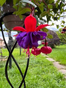 eine rote und violette Blume, die von einer Pflanze hängt in der Unterkunft La BOCQUILLONNE 