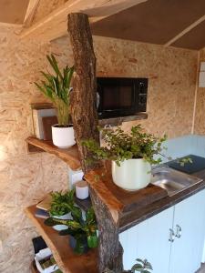 a kitchen with two shelves with plants and a microwave at Little Oakhurst in Clitheroe