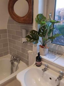 een badkamer met een wastafel en een potplant bij Lovely 3 Bedroom apartment in Reigate