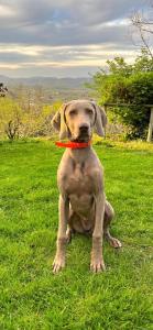 einem braunen Hund im Gras mit einem Frisbee im Mund in der Unterkunft Agriturismo Podere Pescara in Orvieto