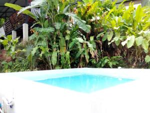 une piscine en face d'un jardin avec des plantes dans l'établissement Almendra de Montaña, à Puerto Viejo