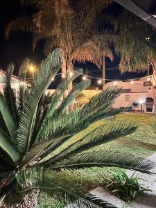 una palma in un parco di notte di Villa con piscina esclusiva a Mazara del Vallo