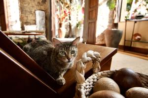 a cat sitting on top of a wooden bench at Cas'Amazonia Brasil in Belém +65 photos