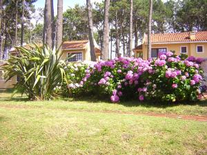 a bush of pink flowers in front of a house at Pino Dorado in Punta del Este