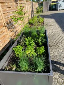 einen erhöhten Garten mit Pflanzen in einer Kiste in der Unterkunft Median Hotel Hannover Messe in Hannover