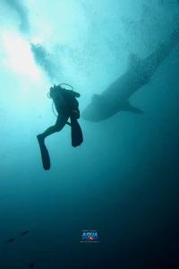 una persona nadando en el océano junto a un tiburón ballena en Posada Turística Rocas De Cabo Marzo, en Bahía Solano