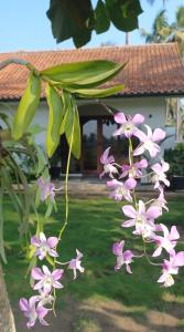 Batukaras的住宿－Rumah Markisa Batukaras，挂在树上的一束粉红色的花
