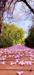 un ramo de flores rosas en un camino de tierra en Batera House Noronha, en Fernando de Noronha