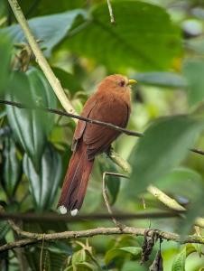 un pájaro marrón sentado en una rama de árbol en Sendero de las aves, en Mindo