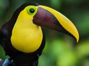 un tucán con un pico amarillo y negro en Sendero de las aves, en Mindo