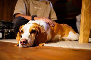 a brown and white dog laying on the floor at Earthboat Hakuba in Hakuba