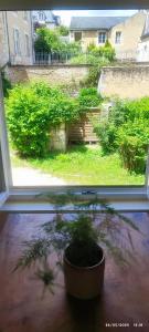 普瓦捷的住宿－Le CocoOn Doré，坐在窗前的盆栽植物