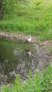 Gallery image of Дачний будиночок in Kobelyaky