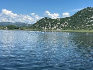 a bunch of birds on a lake with mountains at Apartment Konoba Ulicevic in Vranjina