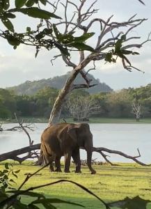 an elephant standing in the grass next to a tree at Humbhaha jungle nature eco resort in Kataragama