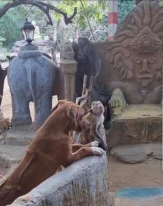 Deux chiens assis à côté d'une statue d'éléphant dans l'établissement Humbhaha jungle nature eco resort, à Kataragama
