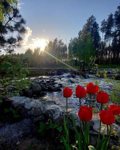 a group of red flowers in front of a river at Pakalnės sodyba in Skverbai