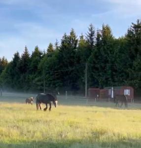 a group of horses grazing in a field at Horská maringotka na farmě in Klíny