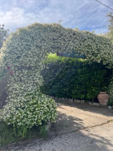 a large hedge with white flowers on it at Agriturismo Le Grottelle in SantʼAgata sui Due Golfi