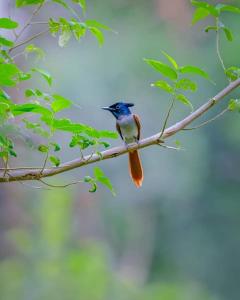 um pequeno pássaro sentado num galho de árvore em FS Hotel & villa em Baía de Arugam