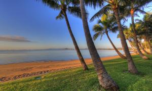 a group of palm trees on the beach at Port Denison Motor Inn in Bowen