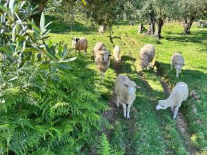 una manada de ovejas pastando en un campo en Casa S.Cláudio - rural home near Viana do Castelo en Nogueira
