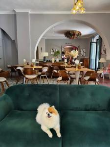 un perro sentado en un sofá verde en un restaurante en Hotel Restaurant Christophe Colomb, en Calvi