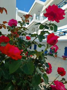 a bush of red roses in front of a house at Akrogiali in Skala