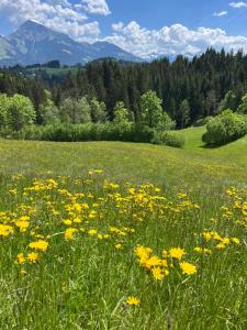a field of yellow flowers in a grassy field at Pension Mirabelle in Ellmau