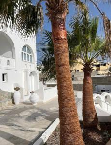duas palmeiras em frente a um edifício branco em Agapi Villas em Karterados