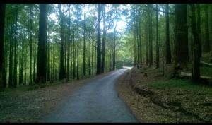 eine unbefestigte Straße mitten im Wald in der Unterkunft Horton Mountain in Ohiya