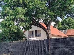a tree behind a fence next to a building at Pokoje gościnne Słoneczny Klon Dąbrówno in Dąbrówno