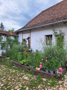 a garden in front of a white house with plants at Casa Klein- întreaga locație in Meşendorf