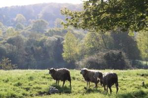 a group of sheep standing in a field at Gîte à la ferme Les Berges Rient in Chailland