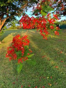 Giardino di Le jardin des B-joux