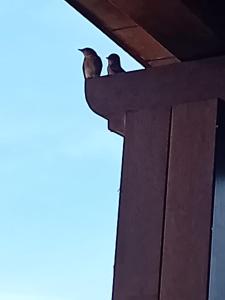 dois pássaros sentados em cima de um telhado em Pelosa - Capo Falcone Excellent Apartment em Stintino