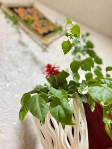 Svetlaya PolyanaSvetlaya Polyana的相册照片 更多89张照片